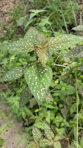 Grand Plante à pois 2