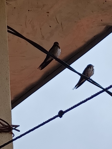 Ethiopian Swallow