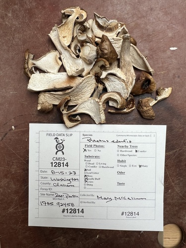 Boletus edulis (Photo 4 of 7)
