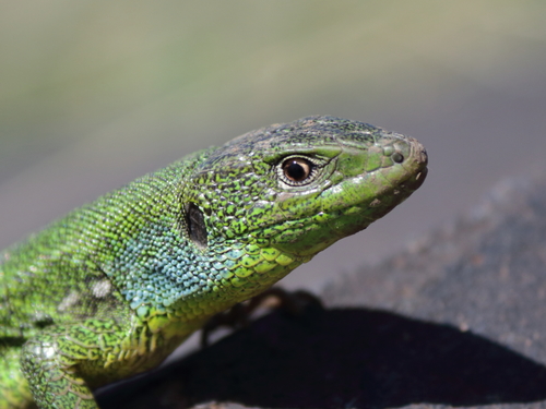 Medium Lizard