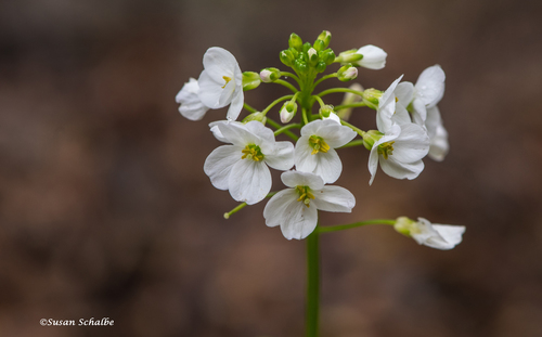 iNaturalist observation photo of milkmaids