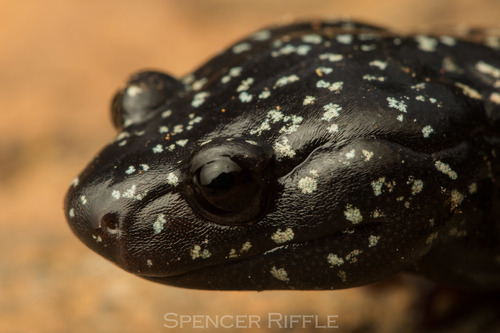 Speckled Black Salamander