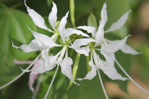 Pom Pom Orchid Tree