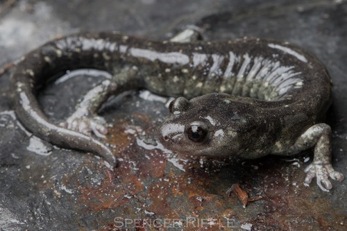 Klamath Black Salamander