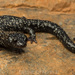 Shasta Black Salamander - Photo (c) spencer_riffle, all rights reserved, uploaded by spencer_riffle
