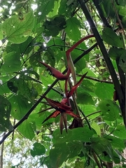 Heliconia colgantea image
