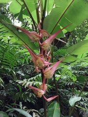 Heliconia colgantea image