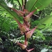 Heliconia colgantea - Photo (c) Marcel Esquivel, all rights reserved, uploaded by Marcel Esquivel