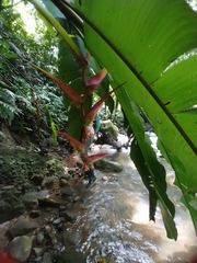 Heliconia colgantea image