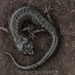 Salamandra Negra de Klamath - Photo (c) spencer_riffle, todos los derechos reservados, uploaded by spencer_riffle