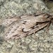 Aurora Flatbody Moth - Photo (c) Curt Lehman, all rights reserved, uploaded by Curt Lehman