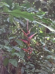 Heliconia colgantea image