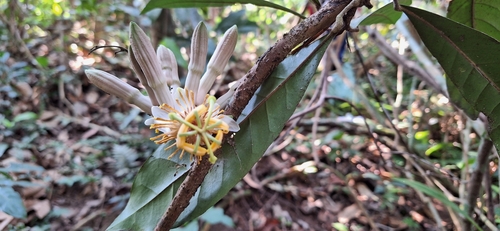 Passiflora skiantha