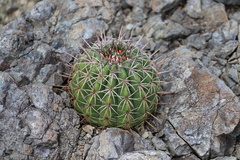 Melocactus curvispinus image