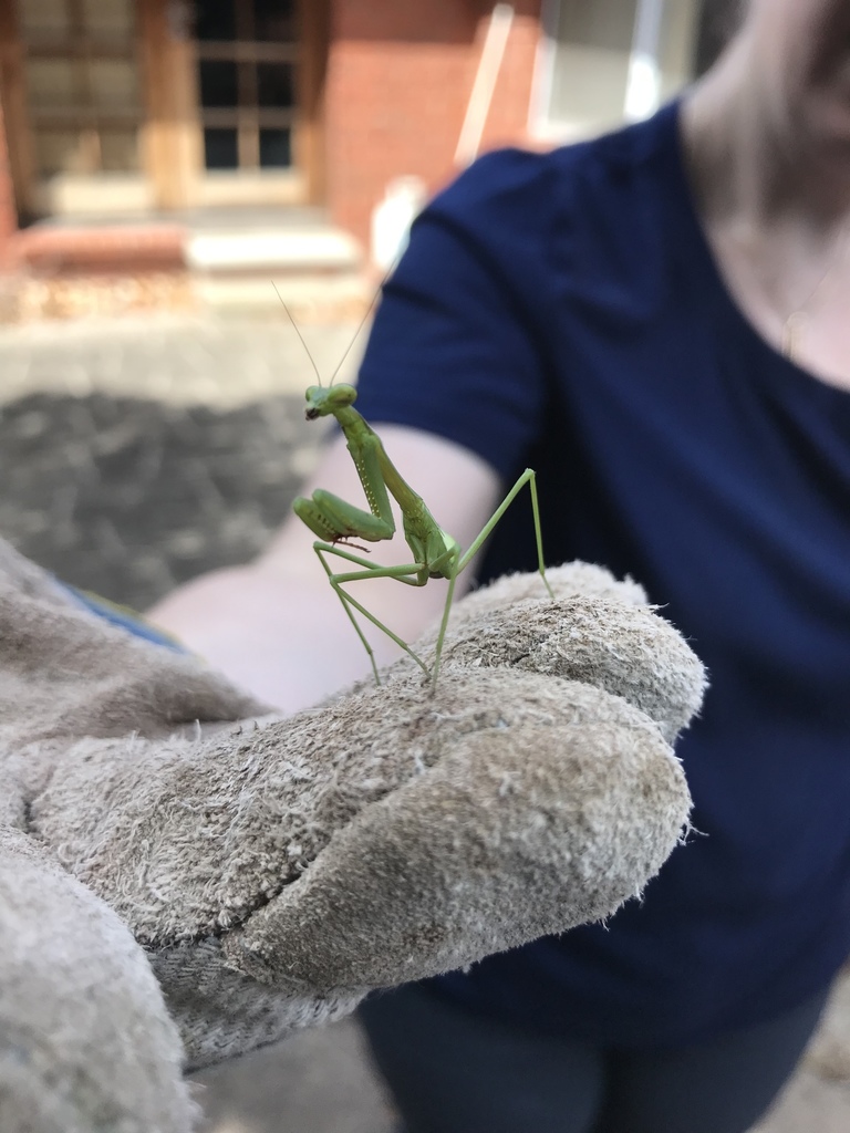 False Garden Mantis from 11 Kipling Place, Frankston, VIC, AU on