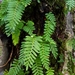 Resurrection Fern - Photo (c) Eric Hunt, all rights reserved, uploaded by Eric Hunt