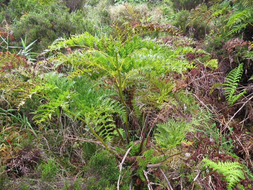 Woolly Tree Fern in May 2013 by Saba González Lorenzo y Roberto Verde ...