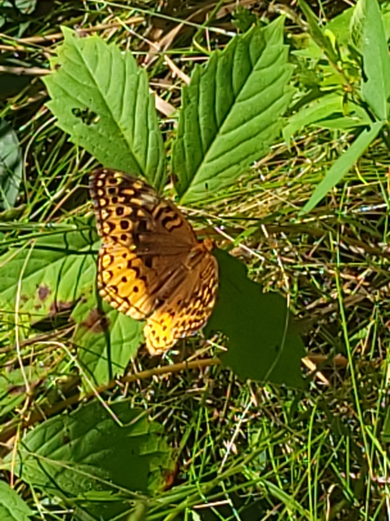 Great Spangled Fritillary From City Of The Village Of Clarkston MI great-spangled-fritillary-from-city-of-the-village-of-clarkston-mi