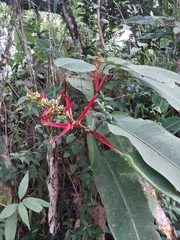 Image of Heliconia pseudoaemygdiana