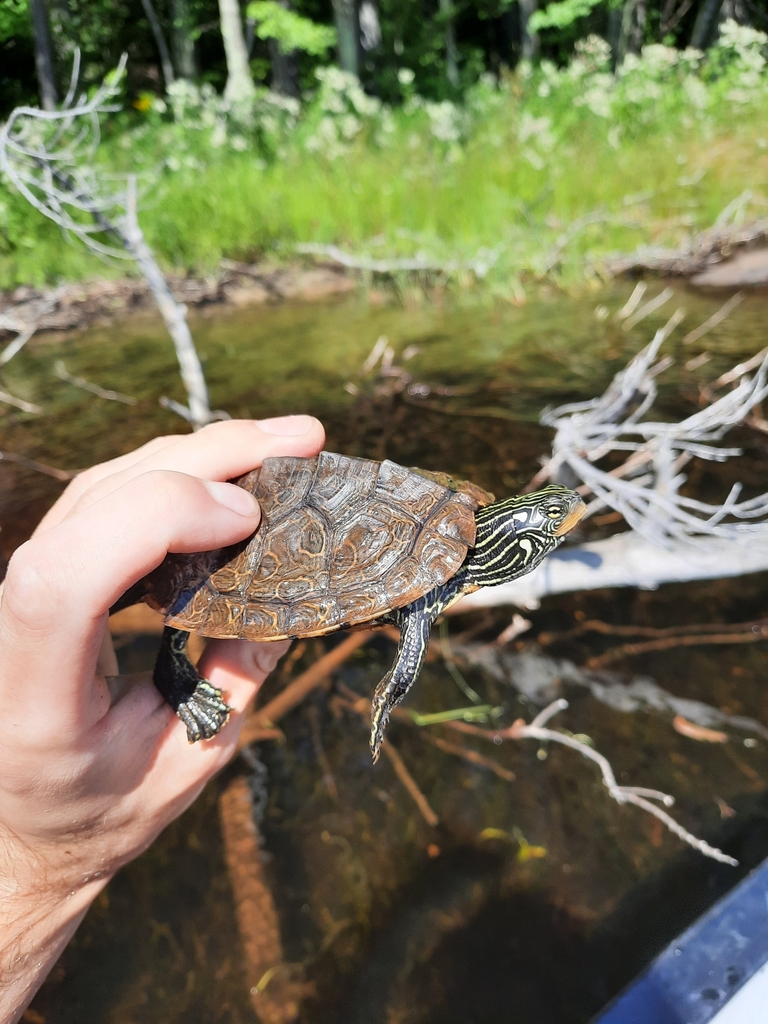 Northern Map Turtle In August 2023 By Adam Olthoff INaturalist   Large 