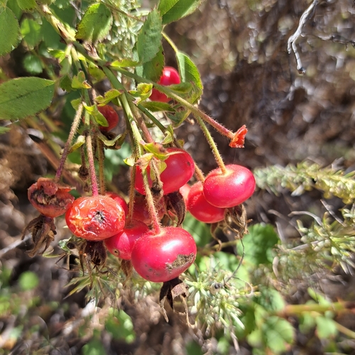 iNaturalist observation photo of California Wild Rose