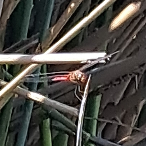 iNaturalist observation photo of Red-tailed Pennant