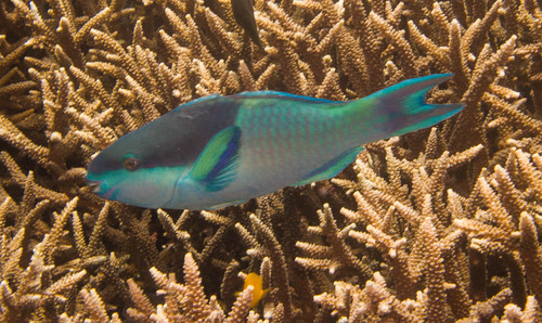 Darkcap Parrotfish