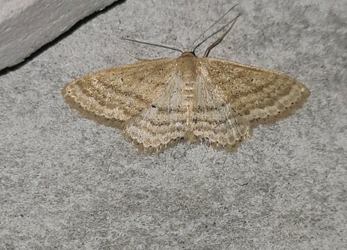 Scopula orthoscia