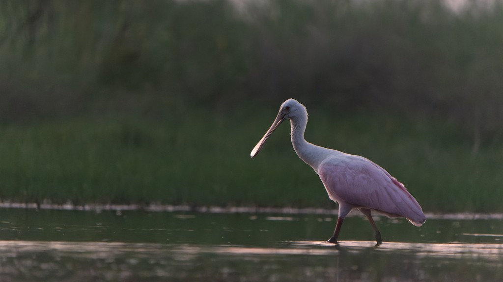 Roseate Spoonbill In August 2023 By Ryan Gooseman INaturalist   Large 