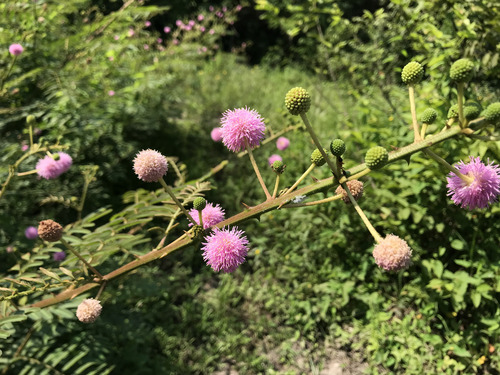 Giant Sensitive Plant (Mimosa pigra)