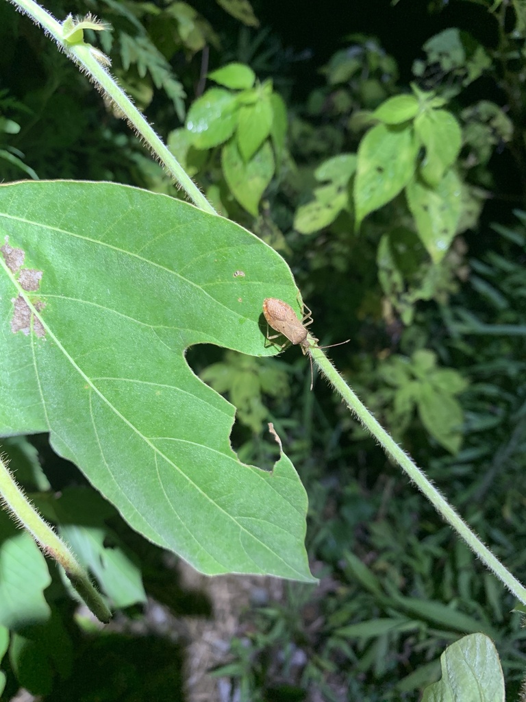 Homoeocerus unipunctatus in August 2023 by R. Reed McClure · iNaturalist