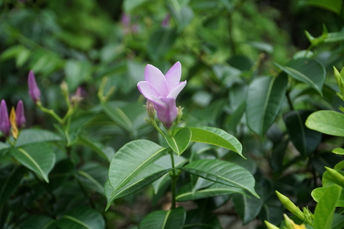 Rubber Vine (Cryptostegia grandiflora)