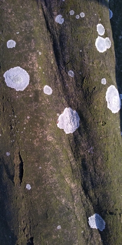 Eglinė spuogė nuotrauka