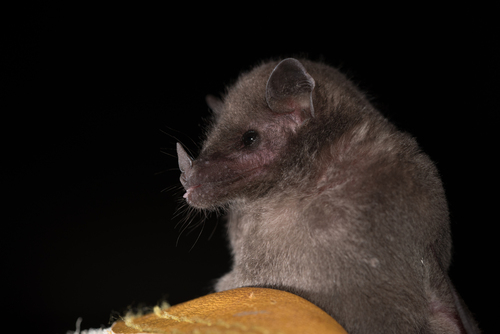 Ecuadorean Tailless Bat (Anoura aequatoris) — Least Concern Mammalia