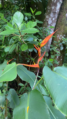 Heliconia latispatha image