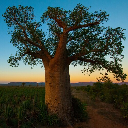 za baobab