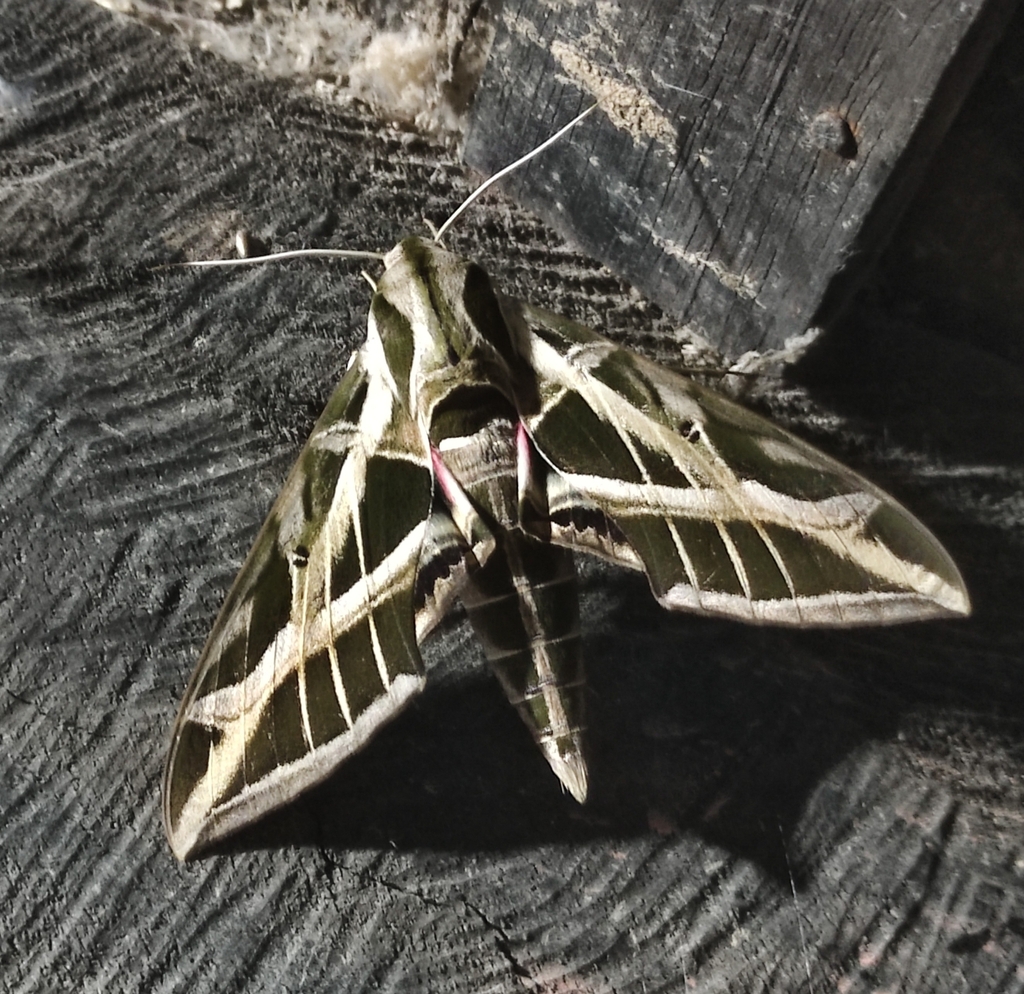 Vine Sphinx from Parhueña, 7101, Amazonas, Venezuela on August 28, 2023