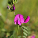 Common Vetch - Photo (c) Ingeborg van Leeuwen, all rights reserved, uploaded by wildchroma