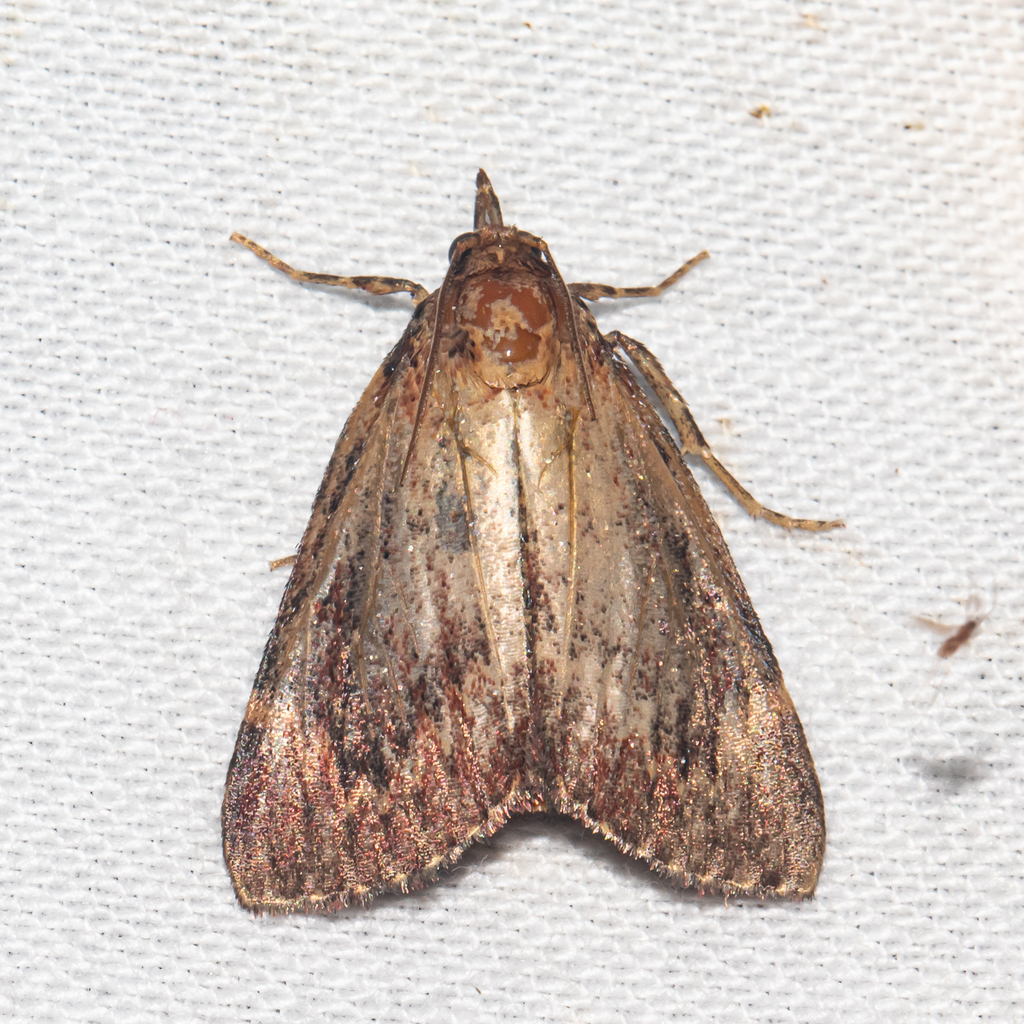 Pawpaw Webworm Moth from Anne Arundel County, MD, USA on August 11 ...