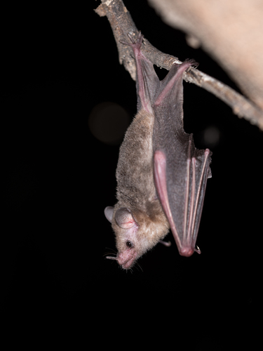 Ecuadorian Long-tongued Bat (Glossophaga valens) — Data Deficient Mammalia