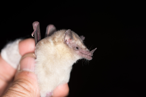 western nectar bat (Lonchophylla hesperia) — Near Threatened Mammalia