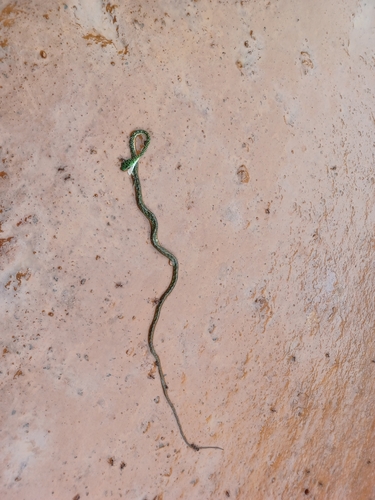 Spotted Dagger-tooth Tree Snake