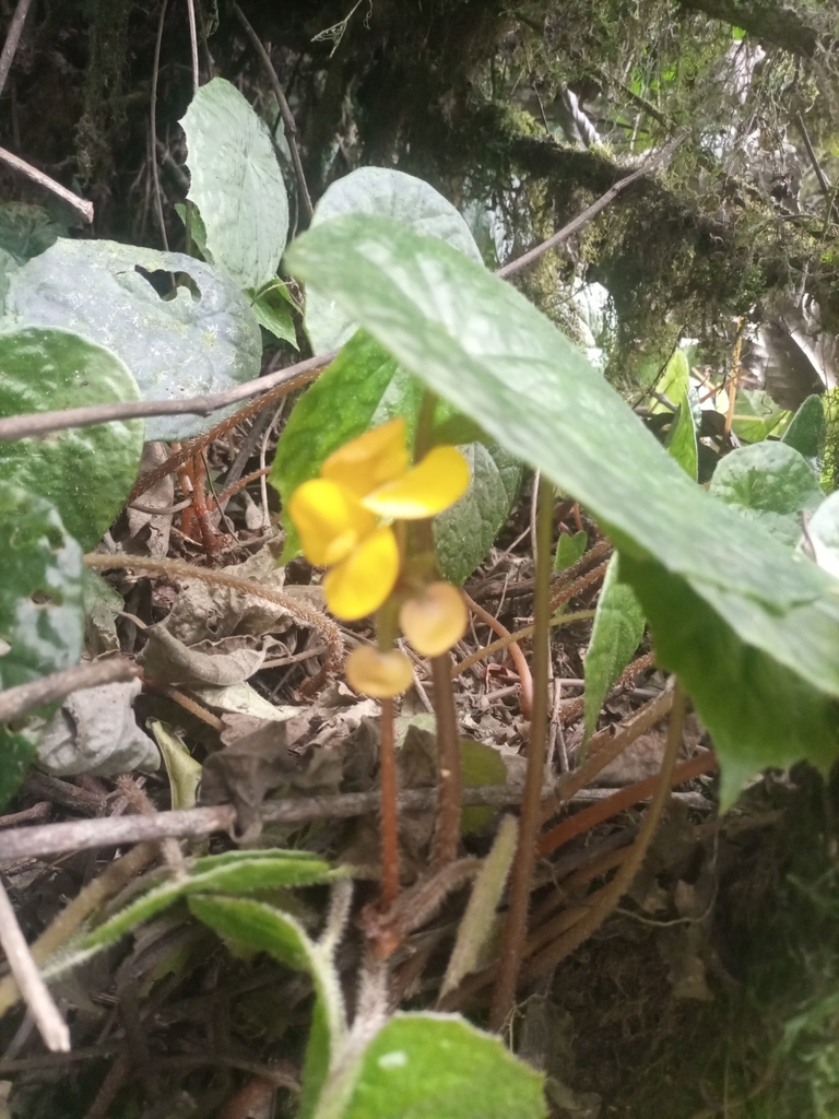 Begonia pulcherrima in August 2023 by Munyaneza Emmanuel · iNaturalist