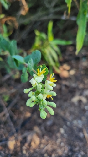 iNaturalist observation photo of Southern Honeysuckle