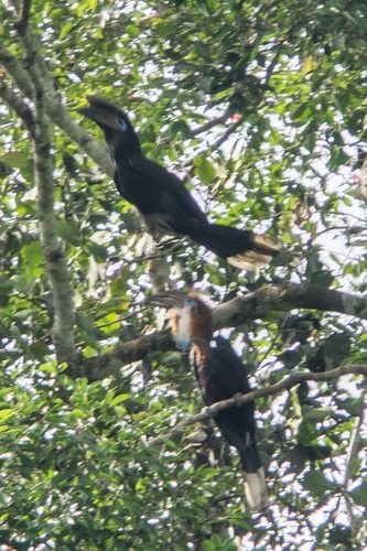 Black-casqued Hornbill