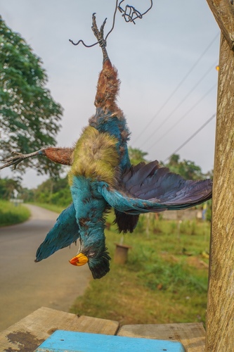 Great Blue Turaco
