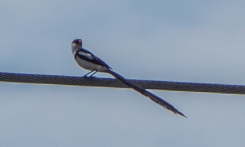 Pin-tailed Whydah