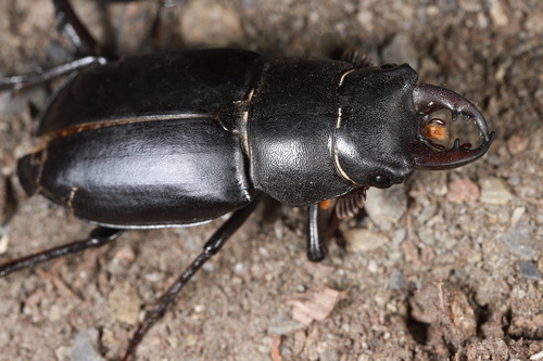 Lucanus ibericus