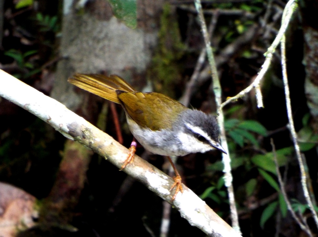 White-striped Warbler photo