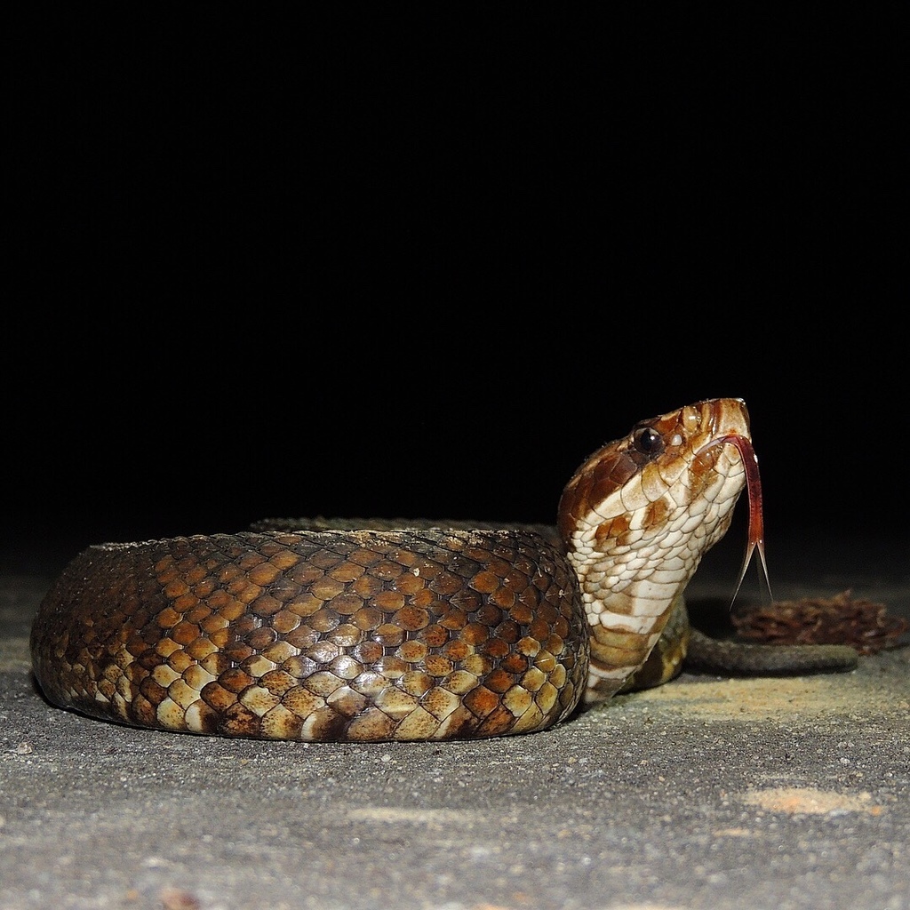 Florida × Northern Cottonmouth from Yates Spring Rd, Bainbridge, GA, US on May 12, 2018 at 0210